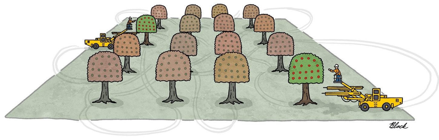 Cartoon: jumbos moving between trees in an orchard, picking whichever is ripe